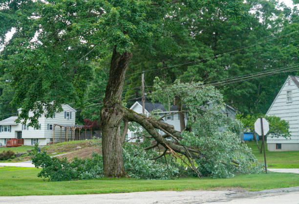 Tree Branch Trimming in Waldo, AR